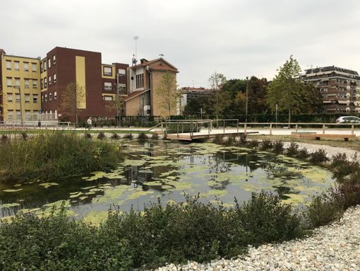 Polemiche per le alghe nel laghetto del Parco Parri... ma è tutto normale e, soprattutto, spiegato Polemiche per le alghe nel laghetto del Parco Parri... ma è tutto normale e, soprattutto, spiegato