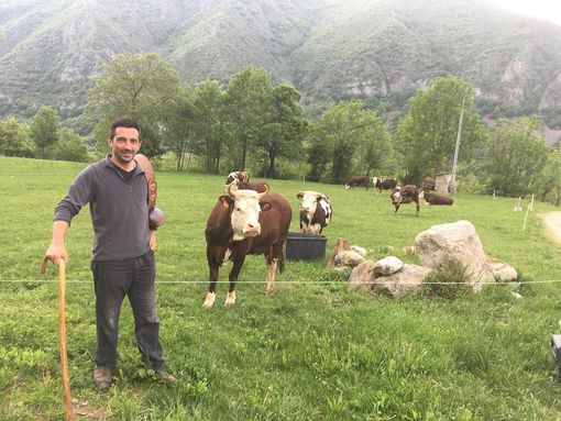 Marco Giordana e le sue mucche valdostane