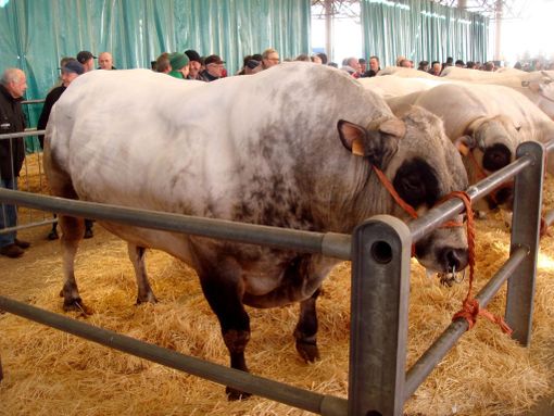 Bovini di Razza Piemontese Bovini di Razza Piemontese