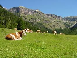 Il Parlamento Europeo per salvare la produzione di latte in montagna