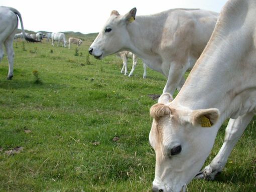 La Valgrana spa aderisce a ‘Piemunto’ per dire che il suo latte è tutto piemontese