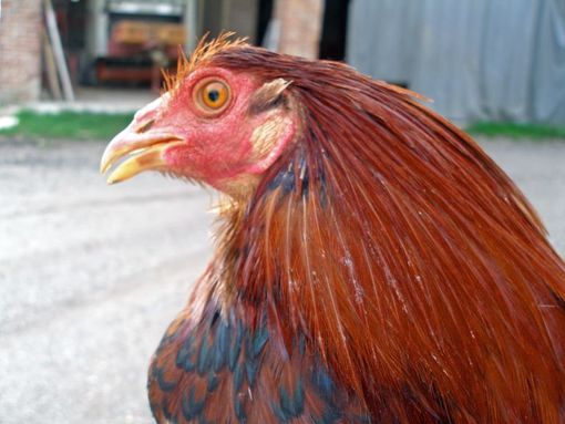 Il presidio del Cappone di Morozzo compie 15 anni!