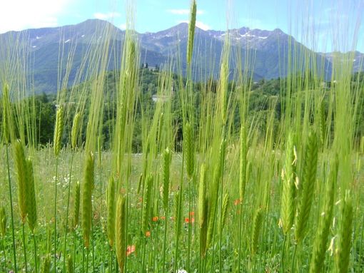 A Rocca de' Baldi la giornata sulla fertilità del terreno
