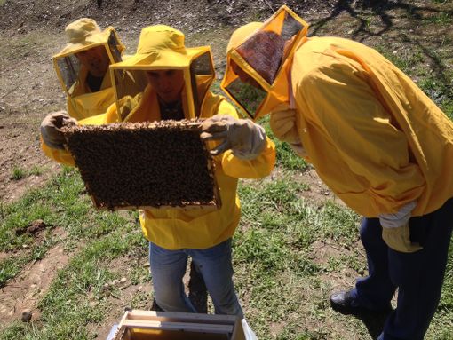 Cuneo: istituito un marchio per il miele del Parco fluviale Gesso e Stura e individuate postazioni per alveari