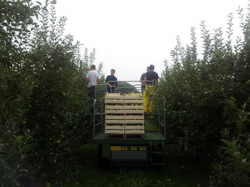 Sono tornate le mele dell'Istituto Virginio-Donadio di Cuneo Sono tornate le mele dell'Istituto Virginio-Donadio di Cuneo