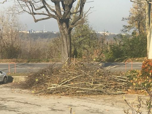 Potatura degli alberi in corso Giolitti: divieto di sosta e chiusura della pista ciclabile Potatura degli alberi in corso Giolitti: divieto di sosta e chiusura della pista ciclabile