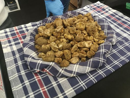 Il tartufo bianco d'Alba