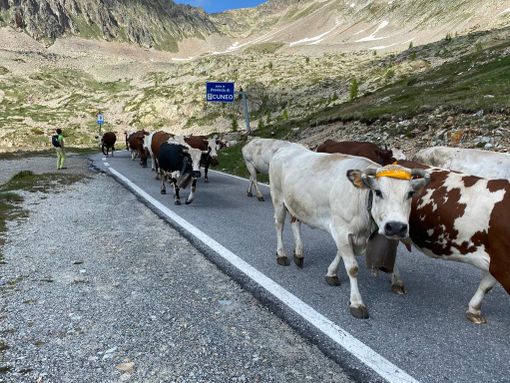 Seguire dal vivo la transumanza, in Valle Stura si può Seguire dal vivo la transumanza, in Valle Stura si può