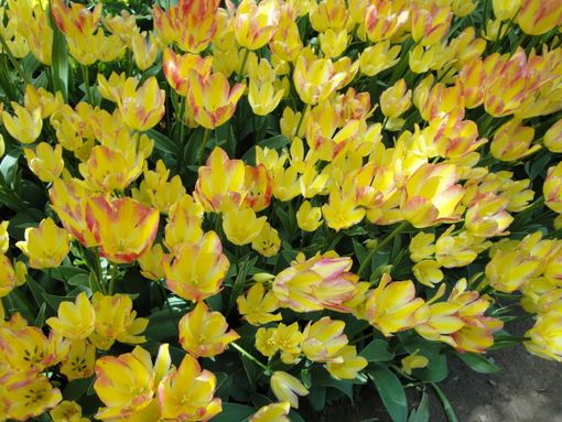 Appuntamenti nella Granda per questo primo fine settimana di primavera