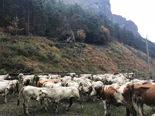 "Calume el vache" a Prazzo: Confagricoltura ha celebrato il ritorno delle mandrie a valle