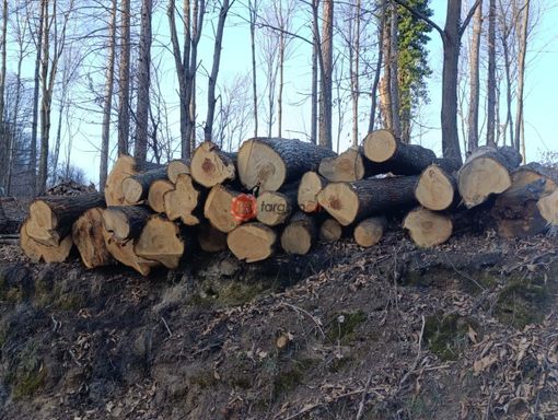 I tronchi degli alberi rimossi dalla collina di Revello I tronchi degli alberi rimossi dalla collina di Revello