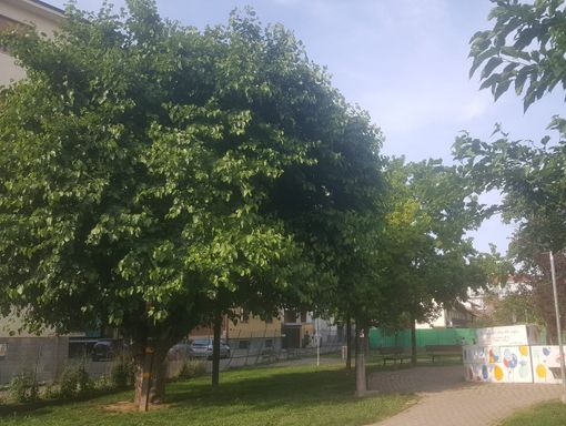 Il gelso che si staglia in piazza Falcone e Borsellino
