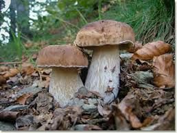 Attivo il centro micologico del Servizio Igiene Alimenti e Nutrizione dell’Asl CN1