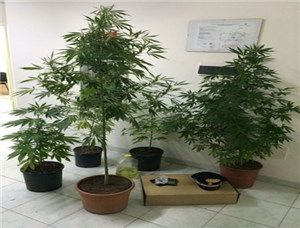 Alba, madre e figlio col "pollice verde" in fatto di coltivazione di marijuana denunciati dai carabinieri di Cortemilia Alba, madre e figlio col "pollice verde" in fatto di coltivazione di marijuana denunciati dai carabinieri di Cortemilia