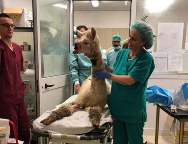 "Il mio Joy è volato via": non ce l’ha fatta l’alpaca aggredito da un cane nei boschi di Roccavione