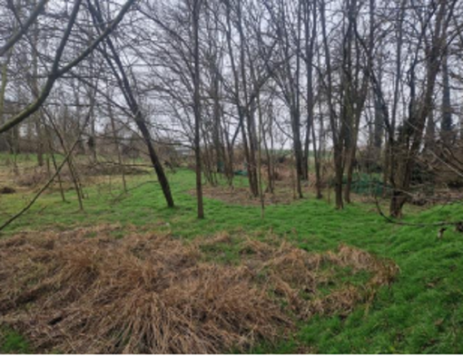 A Racconigi sarà realizzata un’oasi per api e insetti impollinatori A Racconigi sarà realizzata un’oasi per api e insetti impollinatori