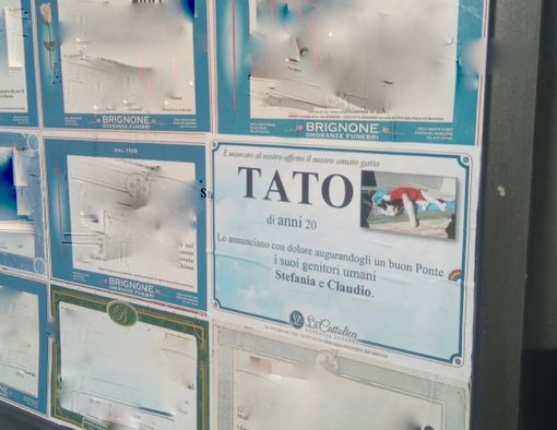 Necrologi di Tato a Boves e Borgo, ma non a Cuneo, la Mallone: "Istituire una bacheca per gli animali d'affezione"