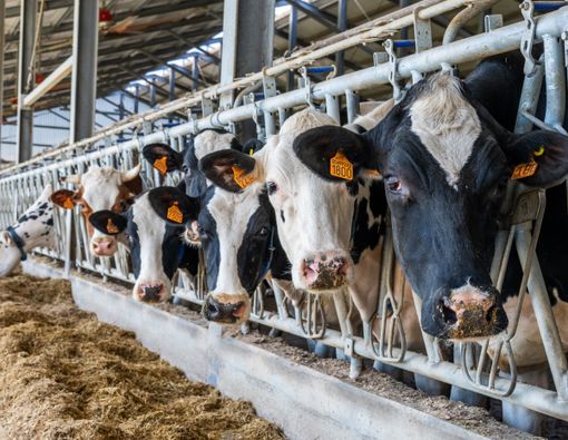 Piemonte, l'accordo sul latte salva il primo trimestre 2026