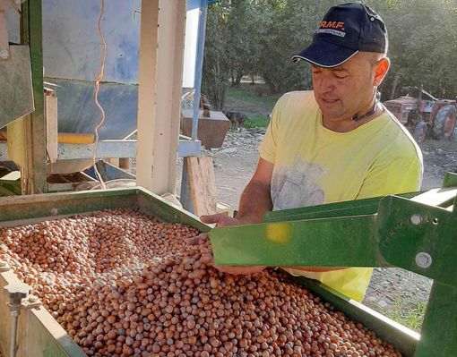 Le operazioni di selezione delle nocciole