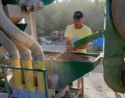 Fabio Bottero impegnato nella selezione delle nocciole Fabio Bottero impegnato nella selezione delle nocciole