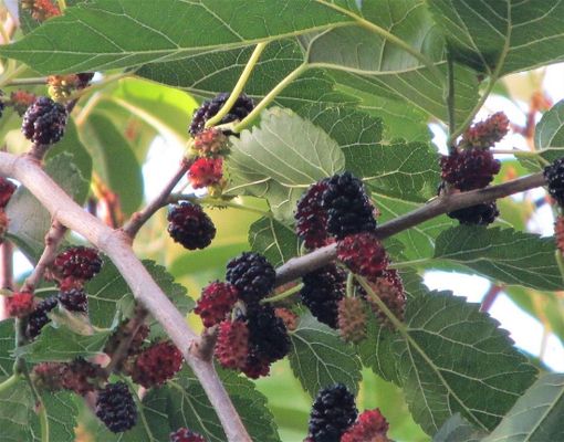 Immagine di repertorio