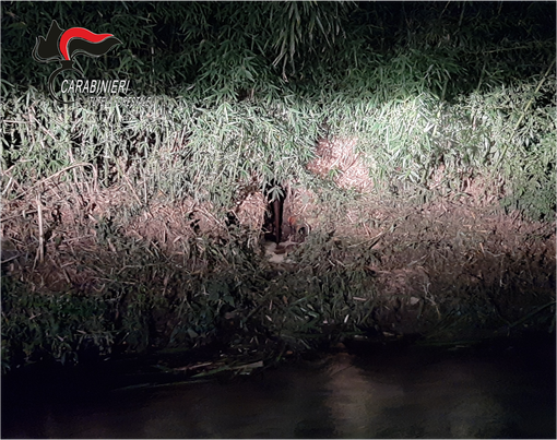 Il tubo, nascosto nella vegetazione