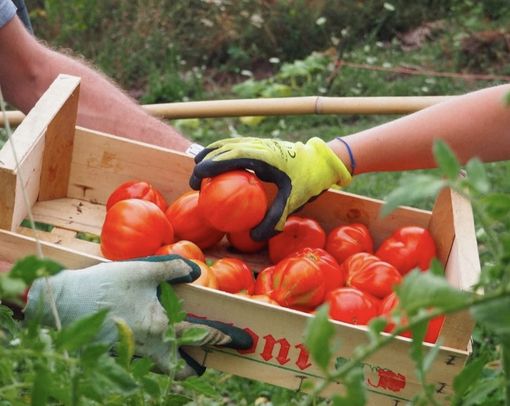 In arrivo a Busca “Orto Collettivo 2025”