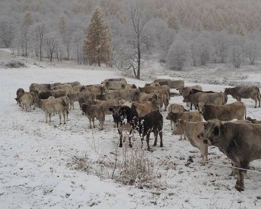 Mandria sorpresa dalla neve a San Michele di Prazzo Mandria sorpresa dalla neve a San Michele di Prazzo