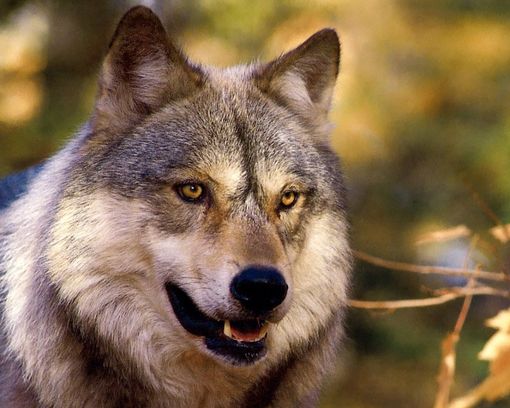 Il lupo di Murazzo era un giovane maschio in dispersione