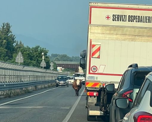 La mucca sulla SS28 che sta creando disagi alla circolazione
