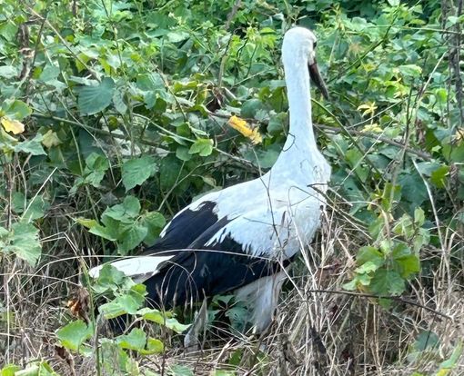 Trova una cicogna incastrata tra i rovi a Levaldigi: personale del CRAS interviene e la salva Trova una cicogna incastrata tra i rovi a Levaldigi: personale del CRAS interviene e la salva