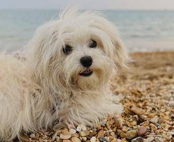 Spiagge, dall'accesso con i cani al gioco a pallone ecco il vademecum dei diritti dei bagnanti