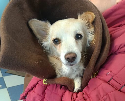 Luna, 13 anni di amore nonostante i problemi: la piccola cerca casa