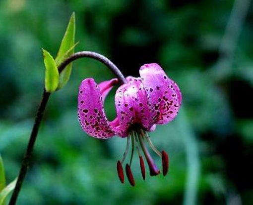 "Fiori di montagna" a Crissolo, incontro con l'autore