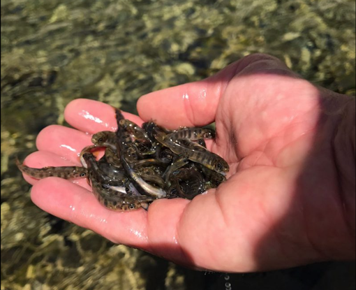 350mila trote immesse nei torrenti della Granda per il ripopolamento ittico dei fiumi