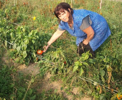 I peperoni colpiti dall'invasione delle cimici
