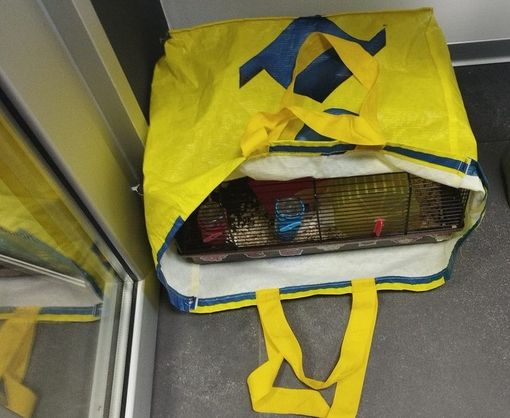 Abbandona quattro criceti in una busta di fronte a un negozio: ora si spera in un'adozione del cuore