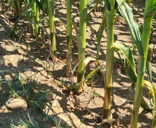 Siccità, le coltivazioni risentono della carenza d'acqua: "Non si ricorda un periodo così secco nelle nostre zone"