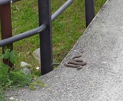 Un serpente si riscalda al sole sul ponticello privato di via Cimitero