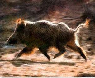 In risposta alla "simpatica "Cassandra" O.R." sulla questione dei cinghiali radioattivi