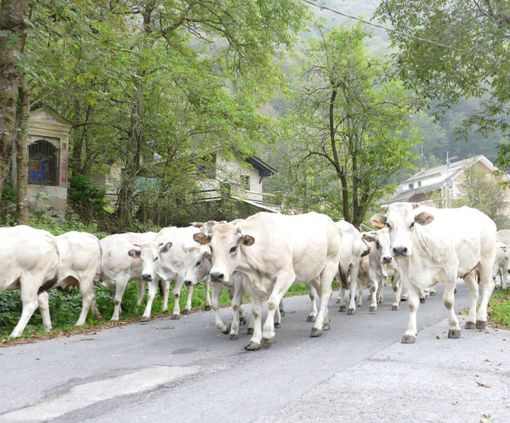 A Prato Nevoso la settima edizione di “Caluma el vache. Il ritorno della mandria a valle” A Prato Nevoso la settima edizione di “Caluma el vache. Il ritorno della mandria a valle”