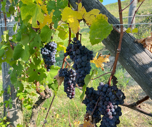 Vendemmia 2025: dal Barolo al Moscato, è un'annata di alta qualità