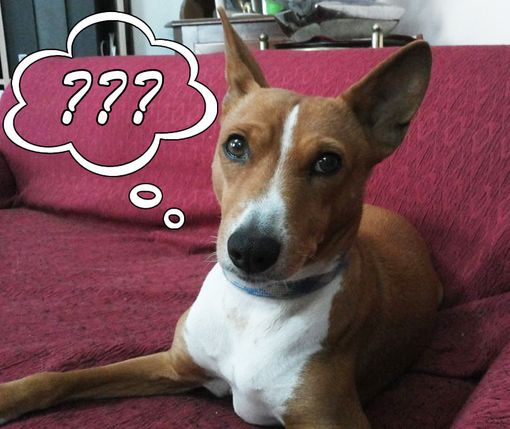 Come fanno a comunicare tra loro i cani? Scopriamolo insieme