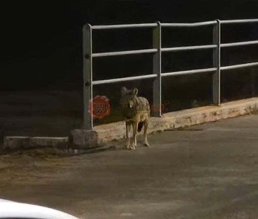 Il sindaco di Cervasca ai suoi concittadini: "C'è un lupo sul nostro territorio, non lasciate alimenti in giro"