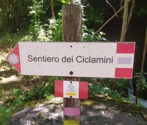 Immersi nel cuore della Valle Maira: in arrivo un suggestivo Percorso dei Ciclamini Immersi nel cuore della Valle Maira: in arrivo un suggestivo Percorso dei Ciclamini