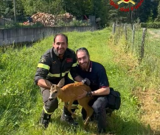 I Vigili del Fuoco Volontari di Garessio recuperano un capriolo rimasto bloccato in un recinto I Vigili del Fuoco Volontari di Garessio recuperano un capriolo rimasto bloccato in un recinto