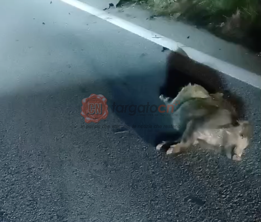 Sette cinghiali investiti e ammazzati sulla Statale 28 a Garessio