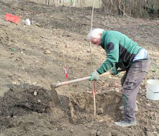 Piante tartufigene, Conterno (CIA Cuneo): "Conclusa la messa a dimora della prima fornitura offerta dai tartufai di Alba" Piante tartufigene, Conterno (CIA Cuneo): "Conclusa la messa a dimora della prima fornitura offerta dai tartufai di Alba"