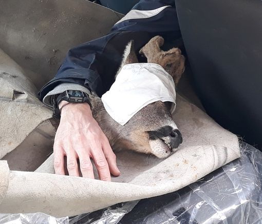 Trasporto del capriolo Trasporto del capriolo