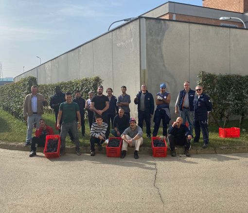 Alba: conclusa la vendemmia all’interno del carcere “G. Montalto” Alba: conclusa la vendemmia all’interno del carcere “G. Montalto”